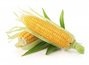 Kukoricában, helmintospóriumos betegségre