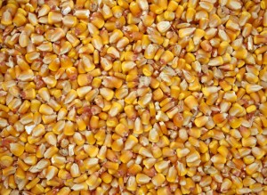 Kukoricamagokra alkalmazható rovarölő csávázószer
