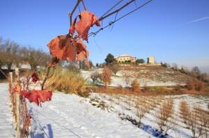 A jó karban lévő szőlőnek meg sem kottyan a szélsőséges januári hőingadozás