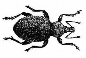 Hamvas vincellérbogár (Otiorrhynchus ligustici)