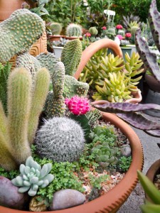 húsos levelű pozsgások és a szúrós kaktuszok valódi növénycsodák