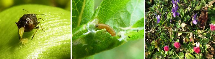 Zsigó György – Hasznos közlendők kertbarátoknak