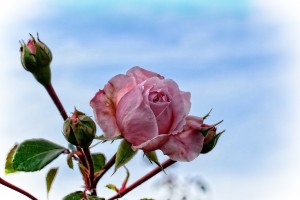 Az öreg rózsa sikerrel fiatalítható