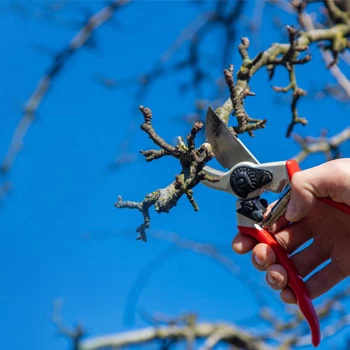 Tools for pruning and tree care