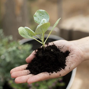 Potting soil & seedling soil