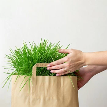 Our continuously expanding grass seed range