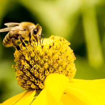 Segítsd a beporzókat! – Vess vadvirágokat a kertedbe!