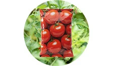 Vetőmag, hagyma, gumó