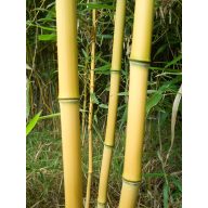 Bambuszkaró 240 cm 22-24 mm