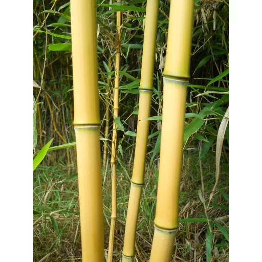 Stake hu kezdőképernyő