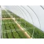 Film TVK 12x60m 0,15 UV 2 years S2N