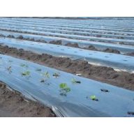 Film TVK 16x35m 0,18 Black UV 1 year S1F