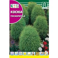 Nyári ciprus (Kochia tricophylla) Rocalba 8 g