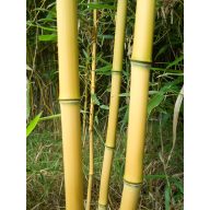 Bambuszkaró 180 cm  12-14 mm