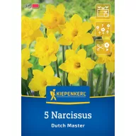 Virághagyma Nárcisz Dutch Master Kiepenkerl 5 db