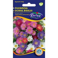 Őszirózsa Törpe bokros színkeverék 1g