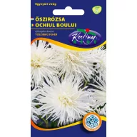 Őszirózsa Tűszirmú fehér 1g