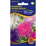 Őszirózsa Tűszirmú színkeverék 1g