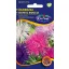 Őszirózsa Tűszirmú színkeverék 1g