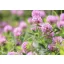 Red clover 1 kg
