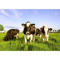 Fűmag legelő Fauna keverék 25kg