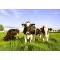 Grass seed pasture Fauna mixture 25kg