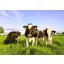 Grass seed pasture Fauna mixture 25kg