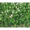 White clover 25 kg