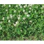 White clover 25 kg