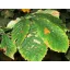 Pheromone trap chestnut leaf miner Deltastop