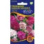 Turk's clove yellow flower colour mix 0,5g