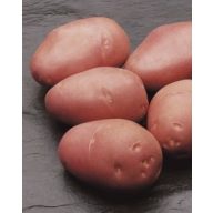 Burgonya vetőgumó "Cleopatra" 1 kg (kb. 32 db)