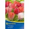 Virághagyma Tulipán Darwin-hybrid VAN EIJK 5 db Kiepenkerl