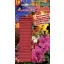 Vitaflora Fern flowering plant 30 pcs