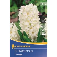 Virághagyma Jácint Carnegie Kiepenkerl 3 db