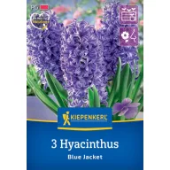 Virághagyma Jácint Blue Jacket Kiepenkerl 3 db
