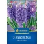 Hyacinth onions, outdoor Kiepenkerl Blue Jacket 3 pcs