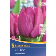 Tulipánhagyma korai, Kiepenkerl Purple Prince 7 db