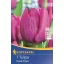 Tulipánhagyma korai, Kiepenkerl Purple Prince 7 db