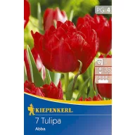 Tulipánhagyma telt, Kiepenkerl Abba 7 db