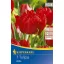 Tulipánhagyma telt, Kiepenkerl Abba 7 db