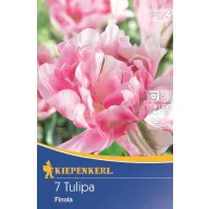 Virághagyma Tulipán Finola 7 db Kiepenkerl