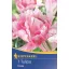 Virághagyma Tulipán Finola 7 db Kiepenkerl