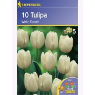 Tulipánhagyma Triumf, Kiepenkerl White Dream 10 db