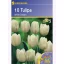 Tulipánhagyma Triumf, Kiepenkerl White Dream 10 db