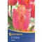 Virághagyma Tulipán Triumf Jimmy, 5 db Kiepenkerl