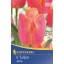 Virághagyma Tulipán Triumf Jimmy, 5 db Kiepenkerl