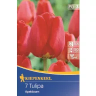 Tulipánhagyma Darwin-hybrid, Kiepenkerl Apeldoorn 7 db