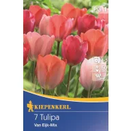 Tulipánhagyma Darwin-hybrid, Kiepenkerl Van Eijk Mix 7 db