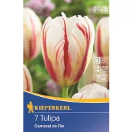 Tulipánhagyma késői, Kiepenkerl Carnaval de Rio 7 db